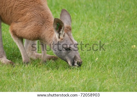 Agile Wallaby - Macropus agilis