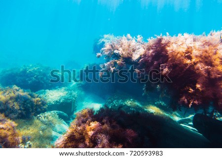 Ocean flora in underwater. Sun rays and red seaweed on stones. Blue water in sea.