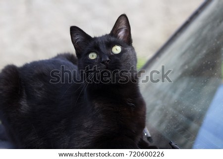 black cat seeing the sky