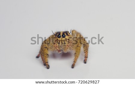 Macro closeup of female Hyllus giganteus jumping spider with isolated white background