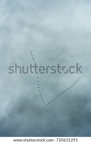 V-formation of crane birds