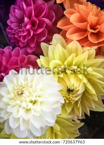 Colorful flowers dahlia in group. Beautiful dahlia as background picture. The national flower of Mexico. Meaning: "Staying graceful under pressure, especially in challenging situations".