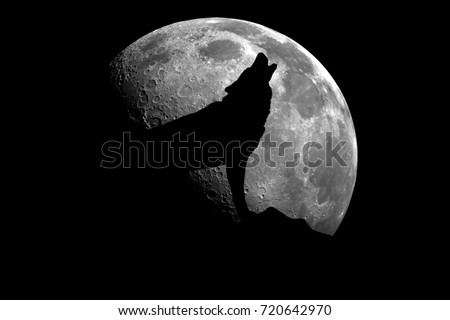 Wolf howling at the moon
