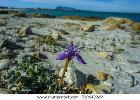 Wild orchid, Isuledda Beach Tavolara,, San Teodoro, Sardinia, Italy.