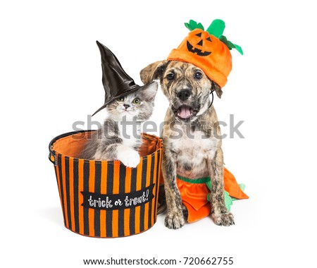 Funny puppy and kitten in Halloween costumes with trick-or-treat basket