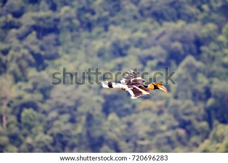 Great Hornbill (Buceros Bicornis), Thailand