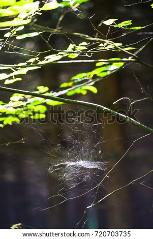 Abstract beautiful picture of a cobweb and a small spider in a summer forest. South Butovo. Moscow. Russia