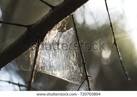 Abstract beautiful picture of a cobweb and a small spider in a summer forest. South Butovo. Moscow. Russia