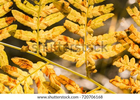 orange fall fern leaves closeup