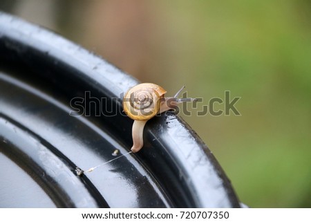 Young snail slowly walking on the black plastic cap, the snail is a mollusk with a single spiral shell into which the whole body can be withdrawn.