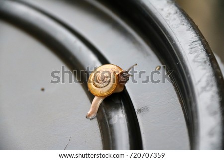 Young snail slowly walking on the black plastic cap, the snail is a mollusk with a single spiral shell into which the whole body can be withdrawn.