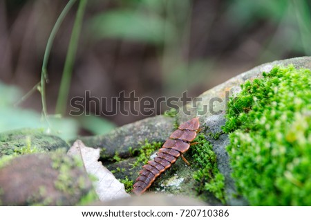 Macro image of a trilobite beetle in the forest on rainy season. Phu Soi Dao National Park, Utaradit, Thailand.
