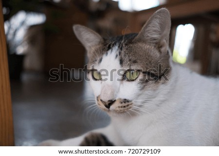 Asia,Thailand Cat  - (Selective focus)