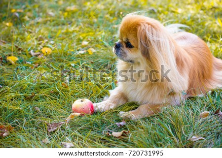 Little light red dog, Pekingese playing in the yard, home garden with an apple in the autumn and having a good time