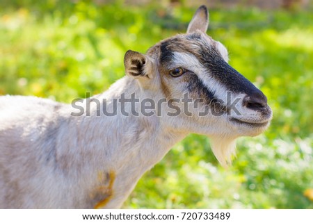Portrait of goat in the village, domestic animals  
