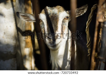 Portrait of goat in the village, domestic animals  