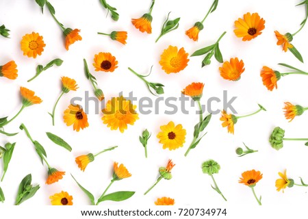 Calendula. Marigold flower isolated on white background with copy space for your text. Top view Royalty-Free Stock Photo #720734974