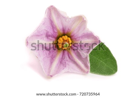 eggplant flower with leaf isolated on white background