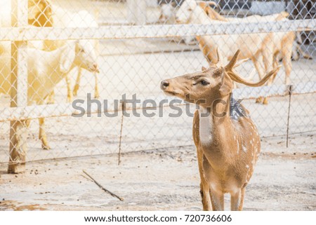 portrait animal mammal deer looking and stand 