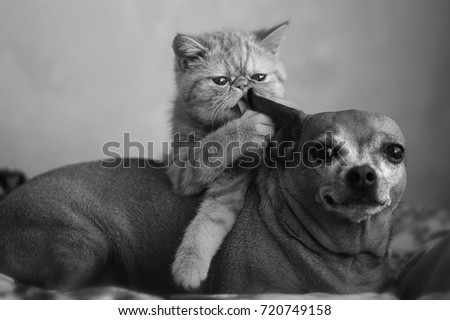 cat, dog, friends. Royalty-Free Stock Photo #720749158