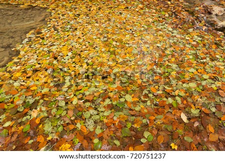backdrop, nature, autumn concept. ravishing background of carpet composed of dead leaves of all colores that can be imagined, they are lied in the pool and glittering