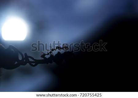 Fire Ants crossing the wire in silhouette against bright moonlight in the dark night , selective focus