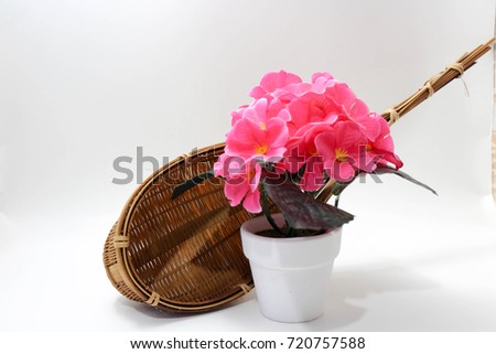 Pink flower with white flowerpot on the center of the picture and wooden basket on white background 