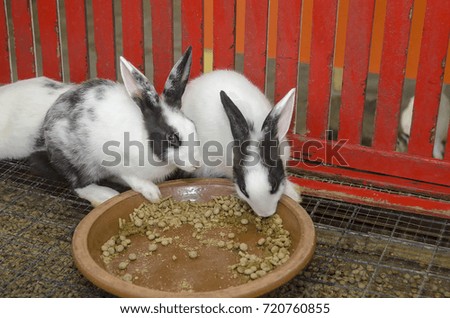 rabbits eating pallets