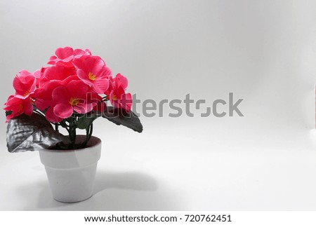 Pink flower in white flowerpot on the left of the picture with white background 