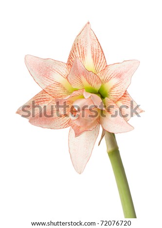 Hippeastrum, knight's-star. The photos are beautiful varietal collection of flowers in the sunlight