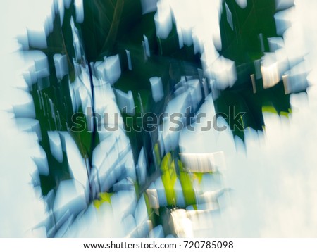abstract images of an oak tree taken with moved camera