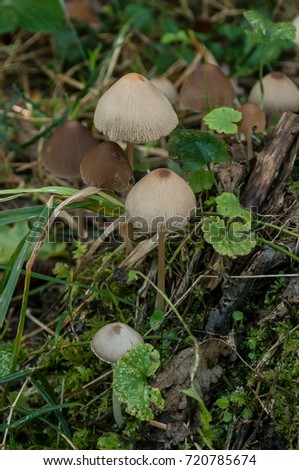 closeup of little mushrooms in the forest