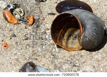 Pomacea canaliculata (Golden applesnail, Channeled applesnail) Showing shells & debris of shellfish lay on sand floor, after caught by birds, and some remain. close up, background, natural sunlight.