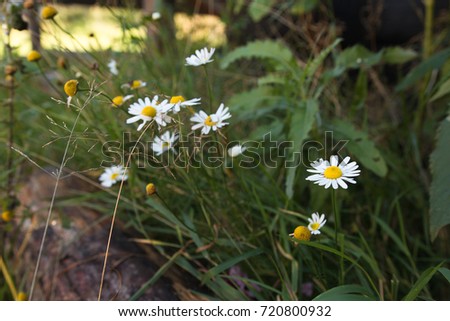 Camomile field - natural green grass background