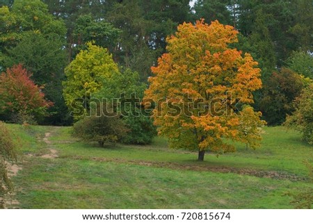 Bright orange leave tree among trees with green leaves