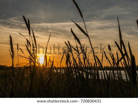 Reed in front of the sunset sky