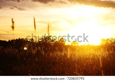 Grass flowers with twilight
