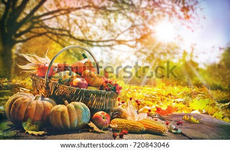 Thanksgiving pumpkins and falling leaves on  rustic wooden plank in autumn garden