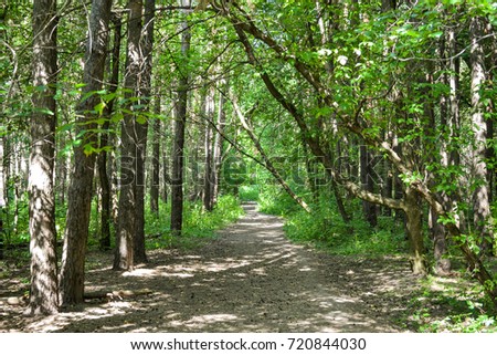 Forest on a sunny day. Forest path Russia.