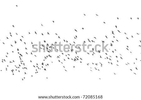 Many flying bird silhouettes Royalty-Free Stock Photo #72085168