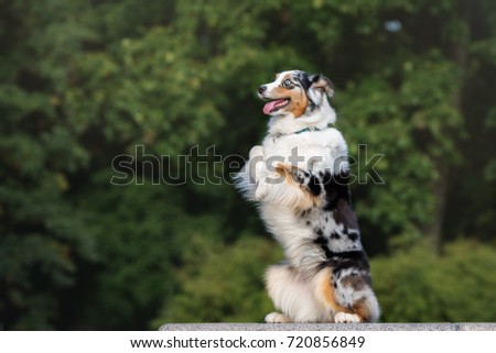adorable australian shepherd dog posing in the park
