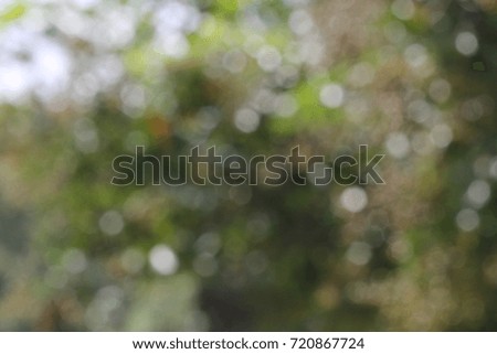 Abstract Nature Background - Photograph of a nature view of trees with sun shining through them, softly blurred to be used as an abstract background.
