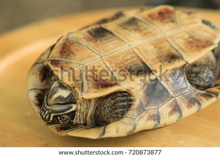 water turtle on wood background