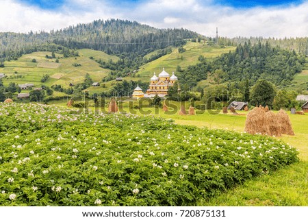 beautiful summer landscape in mountain village. Potato field in Carpathian mountains