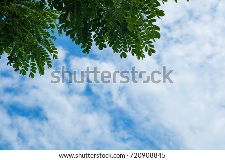 Landscape photo of the sky above the tops of a clump of trees in the forest.