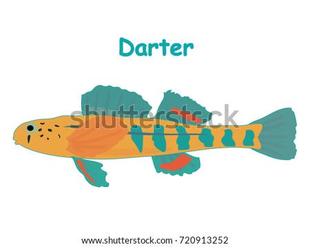 Fish vector cartoon illustration t shirt design for kids with aquatic animal darter fish isolated on white background, different types of fish education for your children and other uses