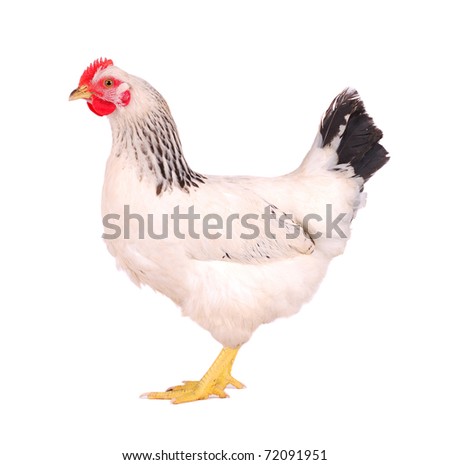 White hen isolated on white, studio shot. Royalty-Free Stock Photo #72091951