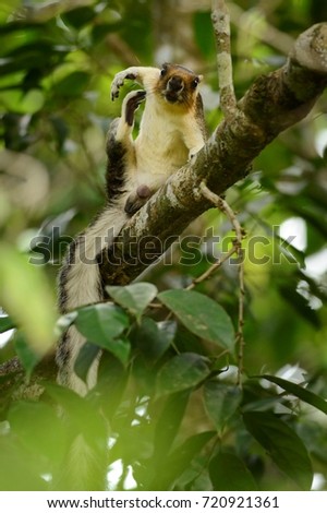 Cream-coloured Giant Squirrel scratching with its hind leg on the branch in rain forest of Sepilok Borneo, Ratufa affinis, wild animal in funny scratching posture