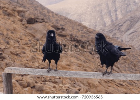 Raven or Crow at Fuerteventura - Corvus Corax