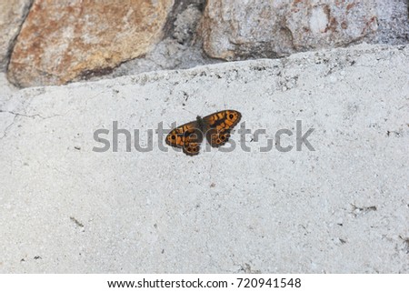 beautiful orange butterfly on the concrete wall